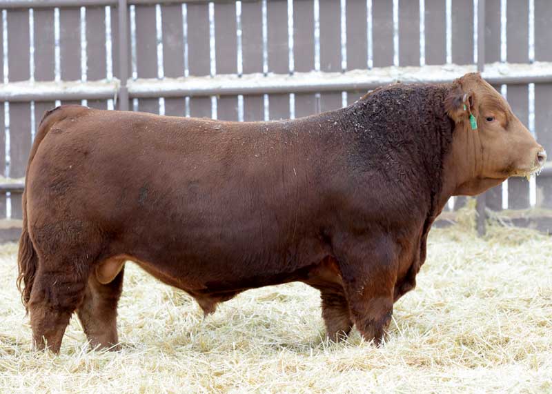 Red Simmental