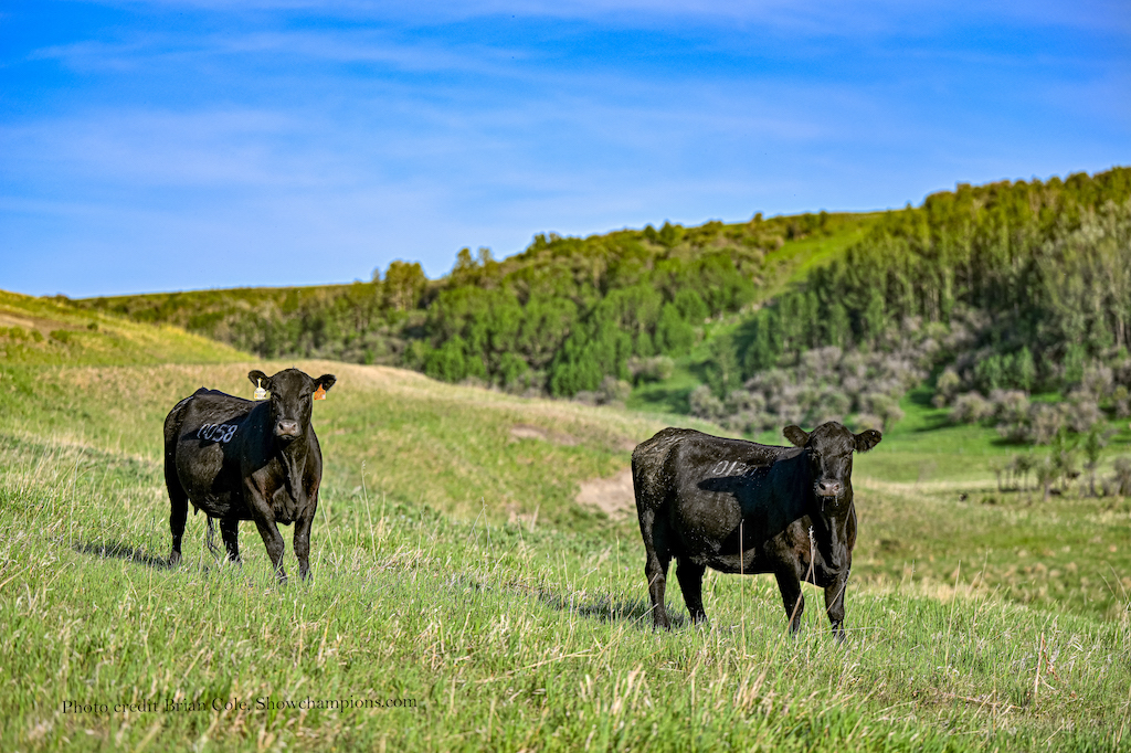Soderglen cattle ranch